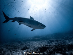 Tiger shark II by Ned Gleason 